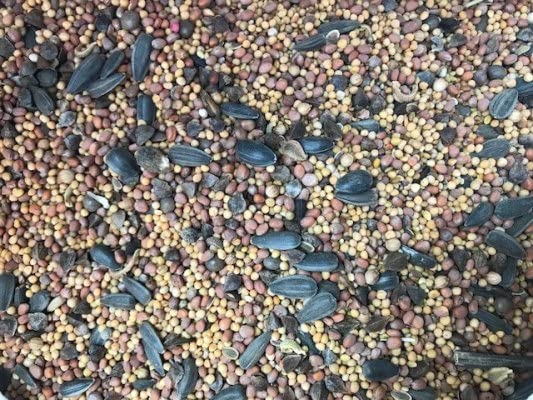 Bienenweide Schmetterlingsweide Mischung Hummelwiese Honigpflanzen Insekten (30 KG)