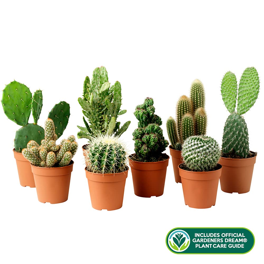 KAKTEEN SAMMLUNG - 10 X VERSCHIEDENE KAKTEEN SORTEN : Amazon.de: Garten