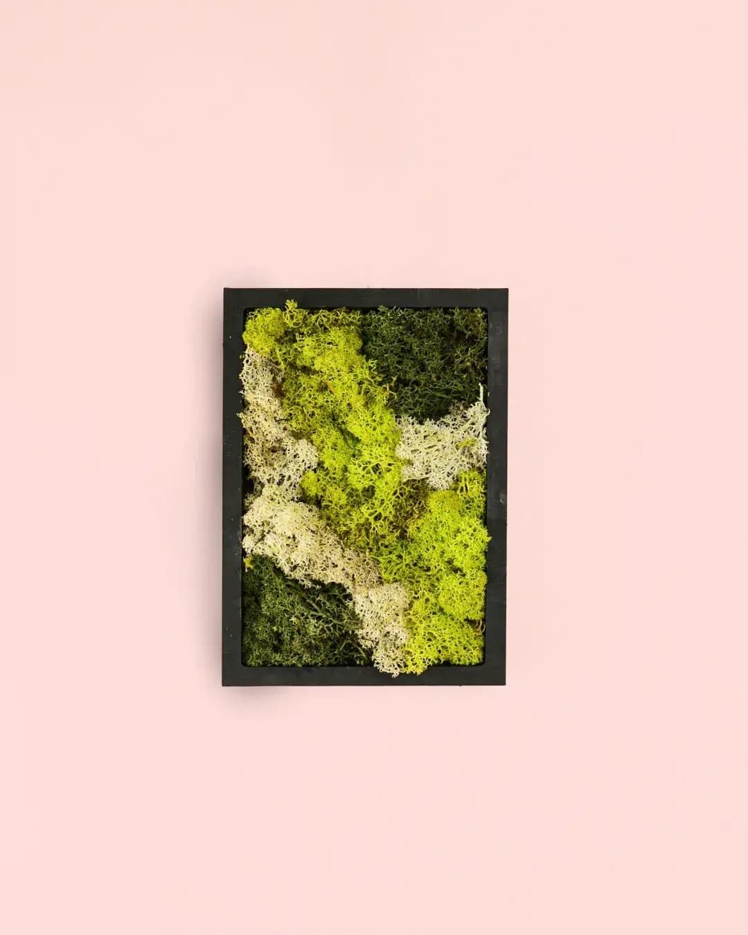 Jardín Vertical Mini | Musgo Natural Preservado | Pur Plant