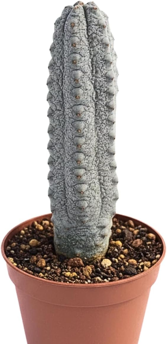 Euphorbia Abdelkuri Live Plant – Rare Euphorbia from Socotra – Exotic Desert Species for Collectors – Low Maintenance Drought Tolerant Plant for Indoor or Outdoor Growing, Home, Garden, Greenhouse