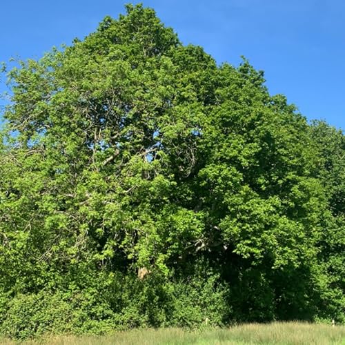 5 Minute Guided Meditation With Claire Robilliard