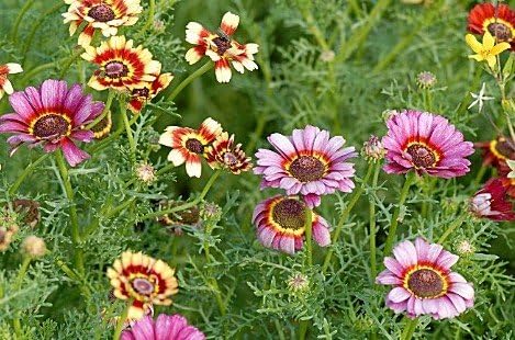 Miniatura 2 de Heirloom 300 semillas pintadas margarita crisantemo carinatum flor semillas a granel B0035