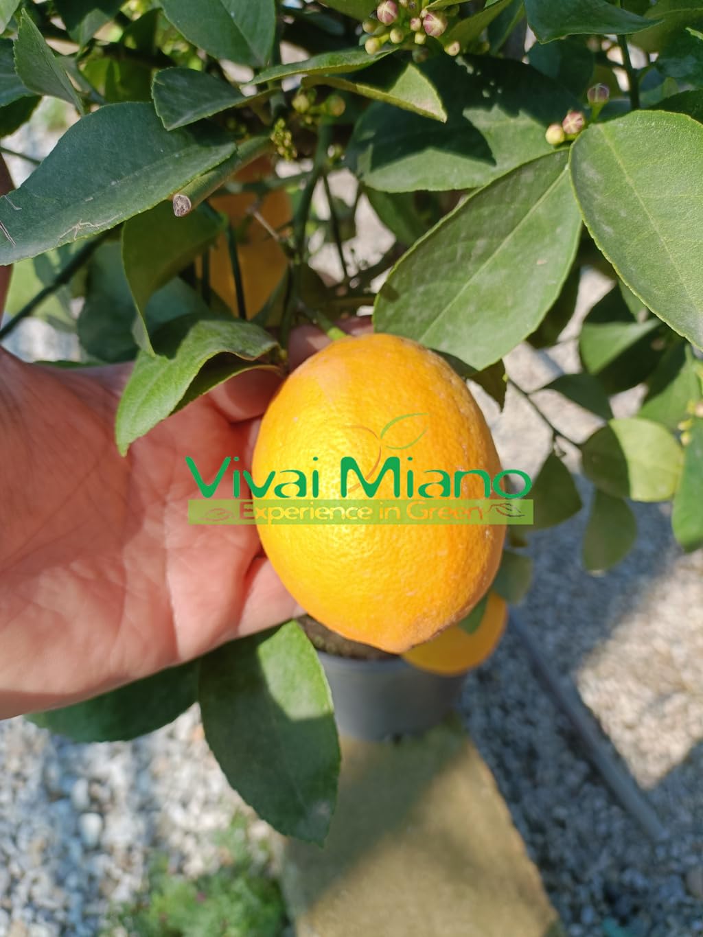 Pianta di Limone Meyer (vaso - 20) - Immagine reale