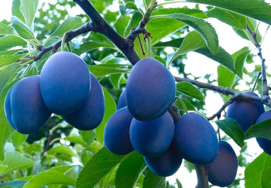 GreenEarth Original Dwarf Variety Purple Aloo Bukhara Plum Fruit Plant (Cutting/Grafted) Live Plants & Tree (1.5-2 Ft Size) "Fruit After 1 Year" (B0CQ2XYZ31) Amazon Price History, Amazon Price Tracker