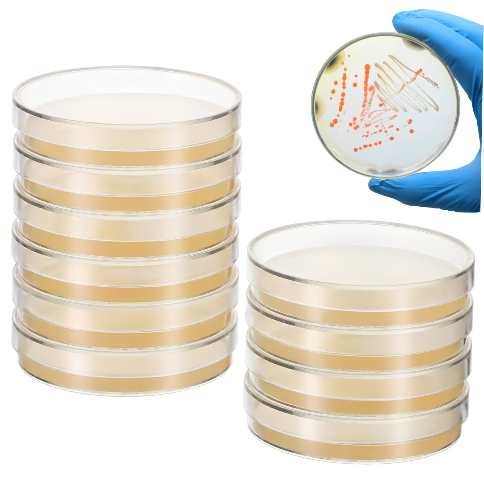 Piastre Petri con Agar Preversato 20 Pezzi per Coltivazione