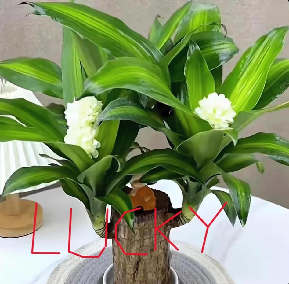 generic Lucky Bamboo Plant, Green Leaves with White Flowers, 15 cm Tall-picture-14