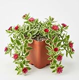 Variegated Sun Rose Succulent Live Plant, Aptenia cordifolia Ground Cover, Trailing Ice Plant, Heartleaf Ice Starter Plant 2 Inch Pot