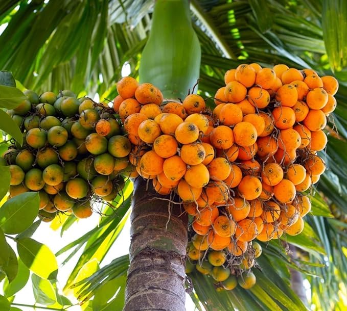 Sky Nursery Betel Nut Tree plant betel nut supari plant All Time