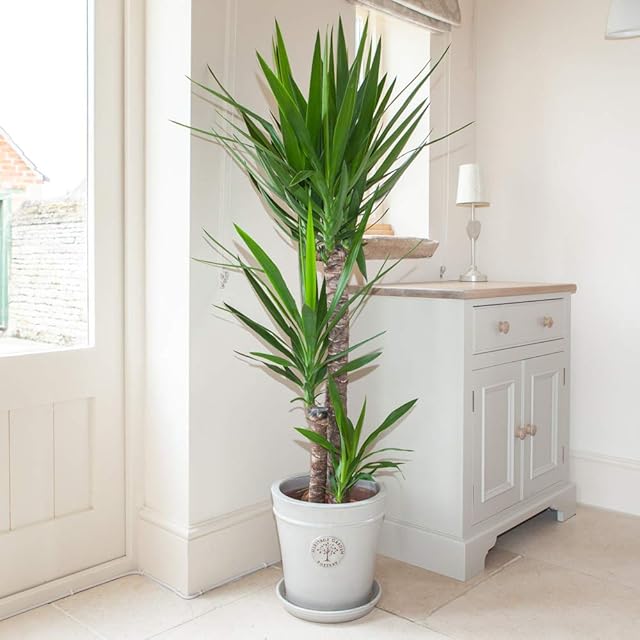 You Garden - Yucca elephantipes House Plants with 3 Stems, 1.2m Tall, in 24cm Pot - Air Purifying Plant Yucca Indoor Plants in Pot - Floor Plant for Home and Office - Large Plants for Indoors