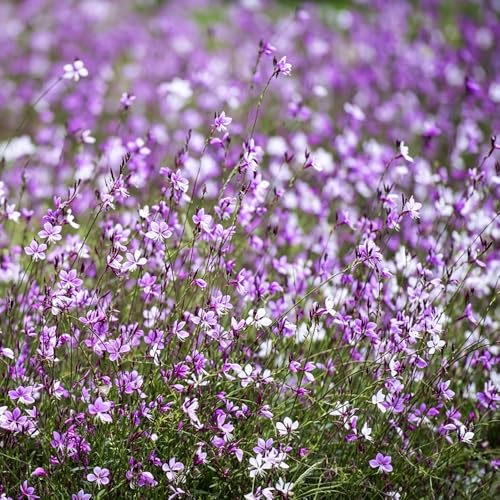 Gaura lindheimeri semillas temprano resistentes jardín interior jardín balcón 150pcs
