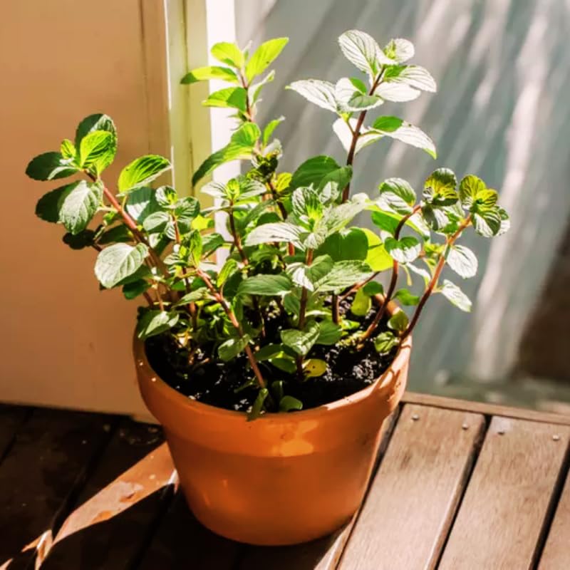 Amazon.com : Fresh Mint Plants for Indoors Outdoors, Mint Plant Pot, Live Mint  Plant, Edible Herb, Mojito Mint, 3 Inch Pot : Patio, Lawn & Garden