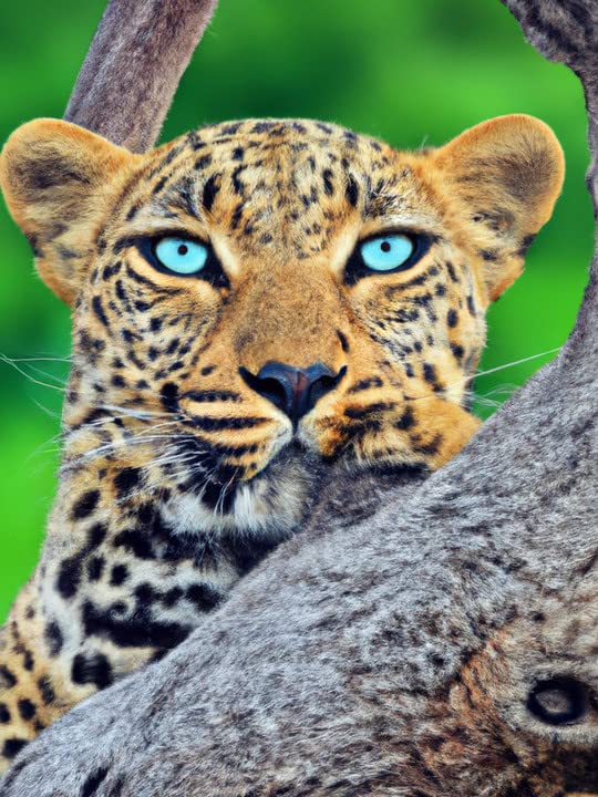 Bimkole 5D Diamond Painting Kits Tiger Leopard, Full Drill Animals DIY Rhinestone Embroidery Set Paint with Diamonds Art by Number Kits Cross Stitch Home Wall Craft Decoration 12x16inch