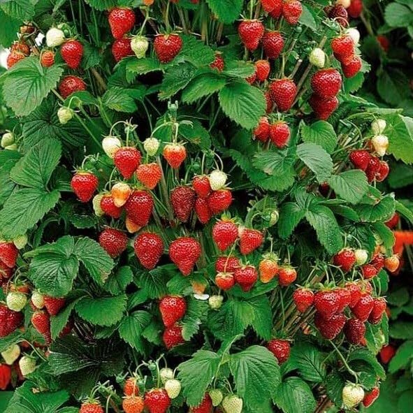 Plant Theory 12cm Pot Strawberry Mount Everest Mid-Season Climbing Fruiting Plant