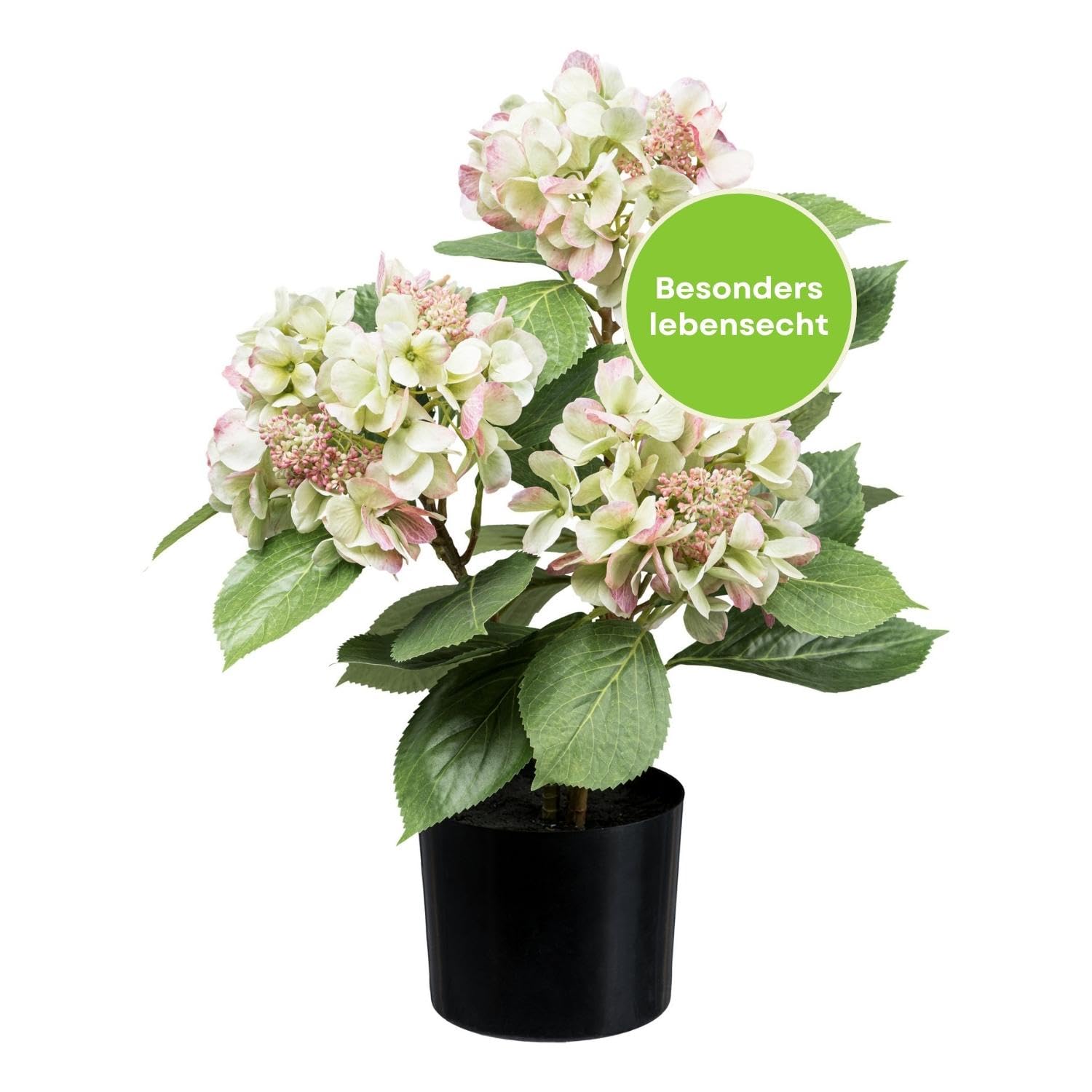 kirschlorbeer novita kaufen Kirschlorbeer prunus novita 100-120 cm – Pflanzen247