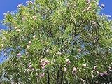Desert Willow Tree Seeds -Chilopsis linearis 10 Seeds