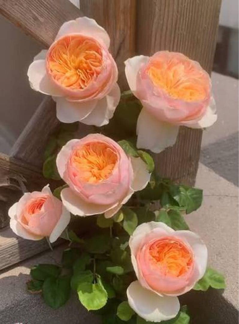 Amazon｜切り花種バラ苗 バラ hanxian｜観葉植物 オンライン通販