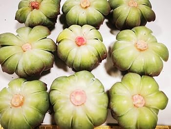 Amazon.co.jp: サービス品 充実苗 シックスター9苗セット韓国苗多肉