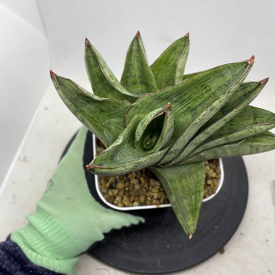 サンセベリア ジュピターサンスベリア 大株発根済み鉢ごと発送