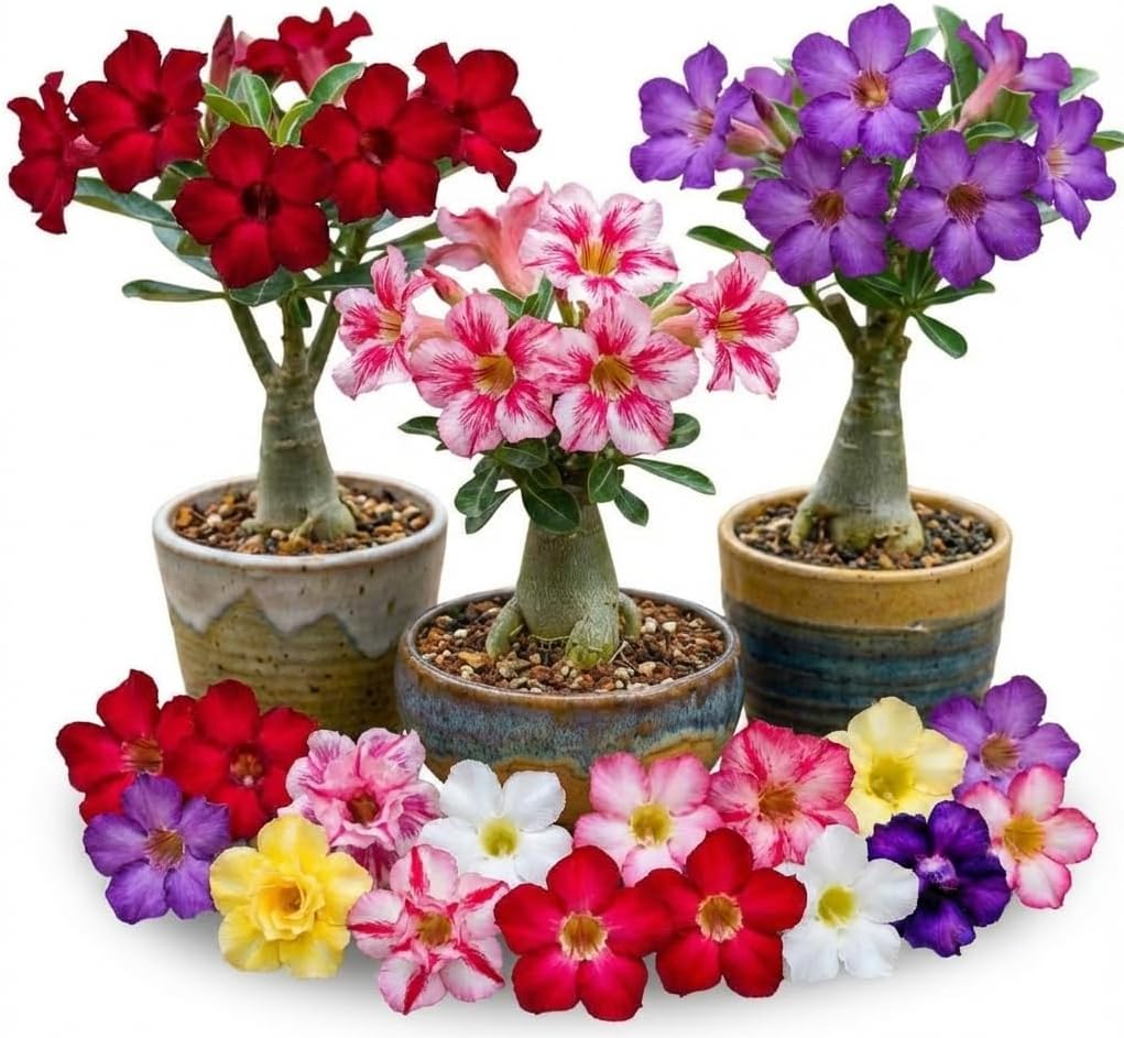 Pack 3 Mix Adenium Desert Rose Plants, Well Rooted Plants 4-7'' Tall, Tropical Flowering Succulent, Indoor Outdoor Planting