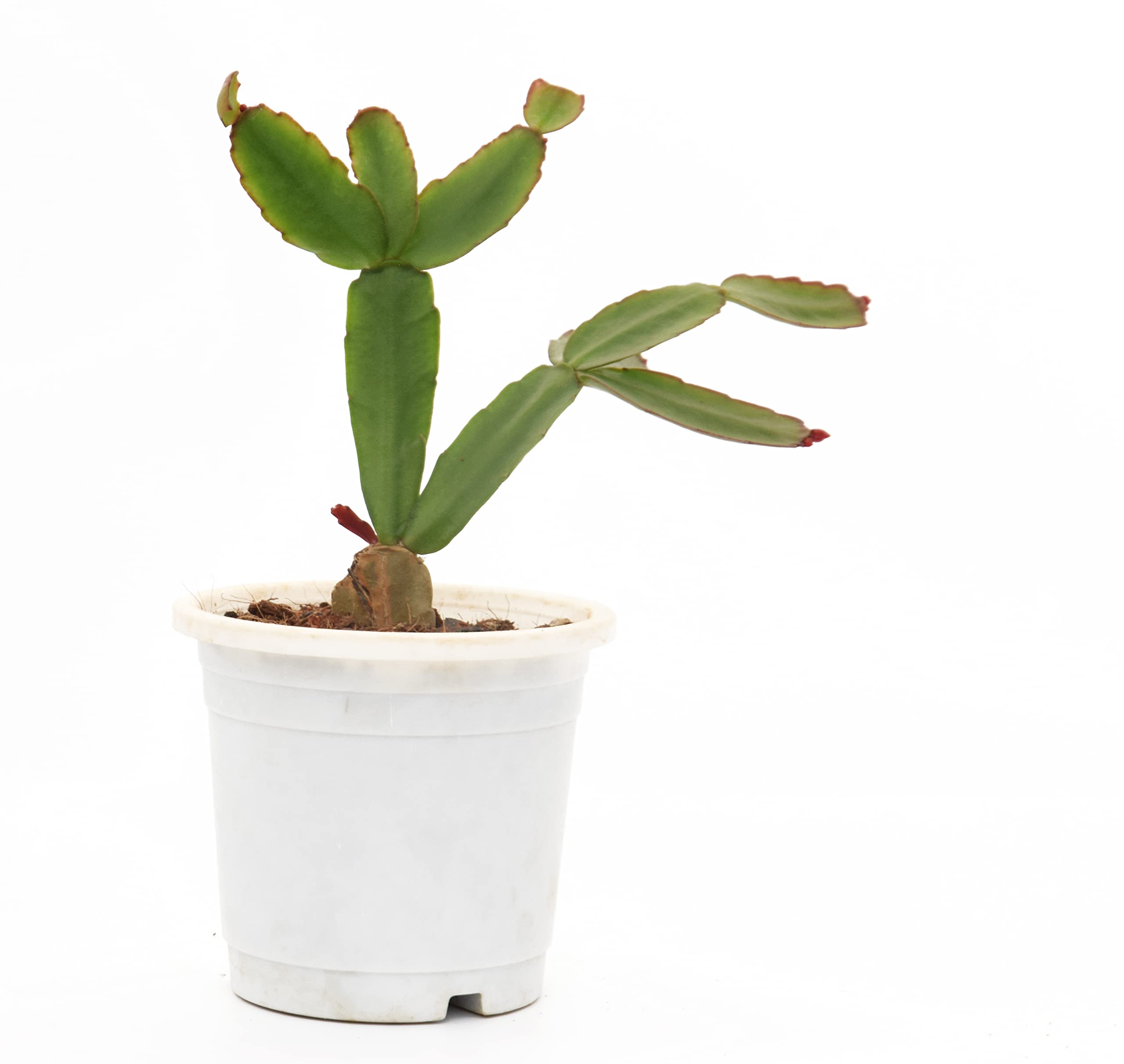 Vh Veryhom Christmas Cactus Schlumbergera Thanksgiving Cactus, Holiday Cactus, Live Plant By Veryhom (B09SPZJPHJ) Amazon Price History, Amazon Price Tracker