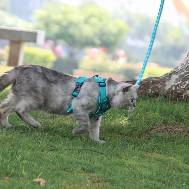 Amogato Cat Harness and Leash Set-Outdoor Walking Escape Safety Cat Vest, Adjustable Soft Kitty Vest, with Cat… - Image 8
