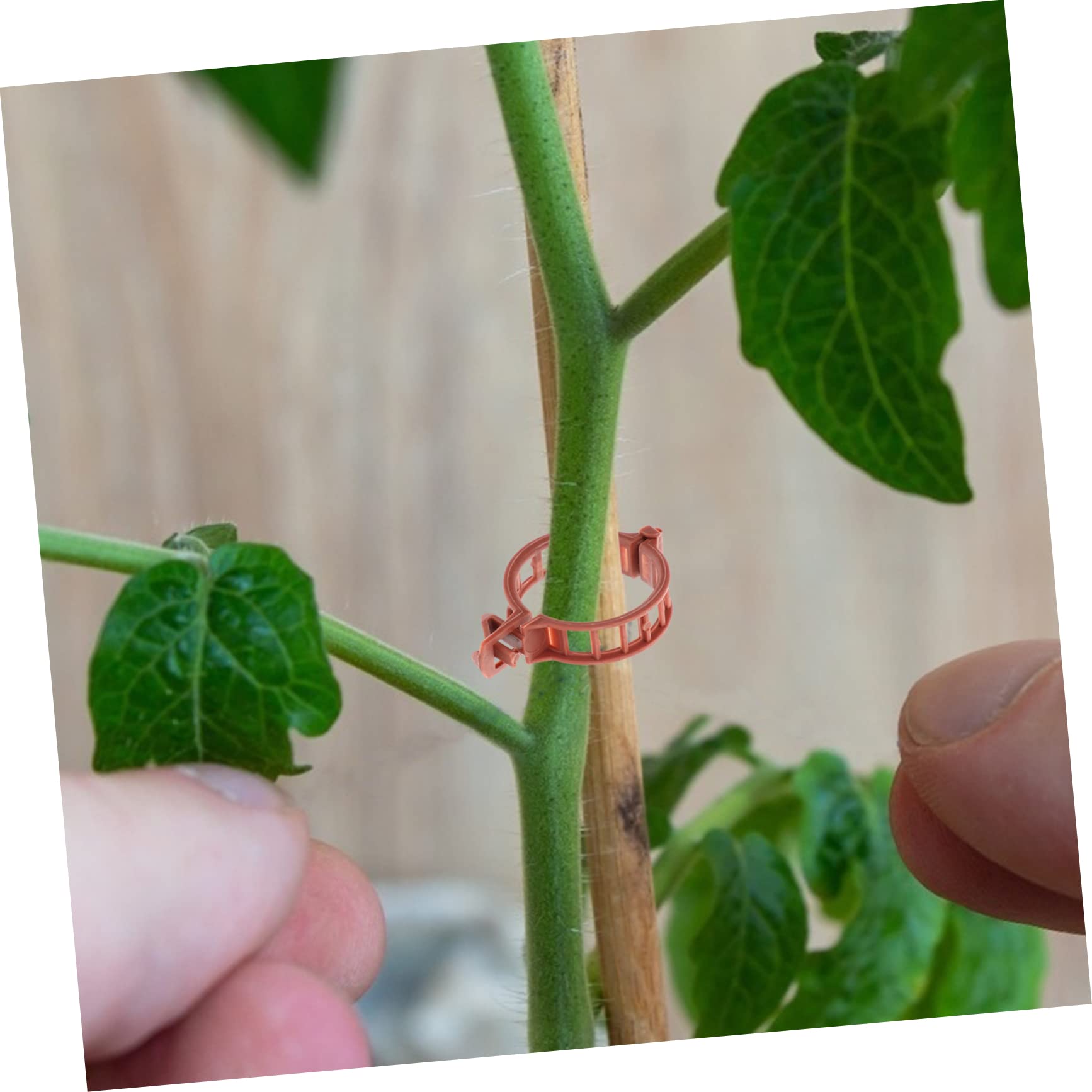 BESPORTBLE 400stücke Pflanzenstützclips Aus Kunststoff Unterstützen Sie Tomaten Und Andere Pflanzenstämme Wetterfest Und Wiederverwendbar Für Gartenarbeiten Und Pflanzentraining