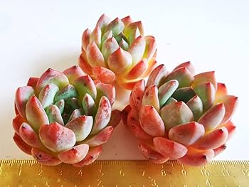 【韓国苗】ストロベリーアーモンド❤︎ Amazon.co.jp: 別 美苗 ストロベリーアーモンド10苗7400円 韓国