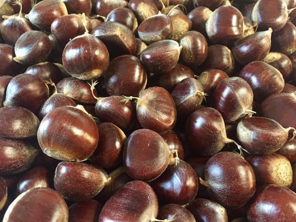 KVJ JOY Tianjin Chestnuts Baby Chestnuts I Aromatic, Delicious Chestnuts, Fresh Raw, Small Size (2 pounds)