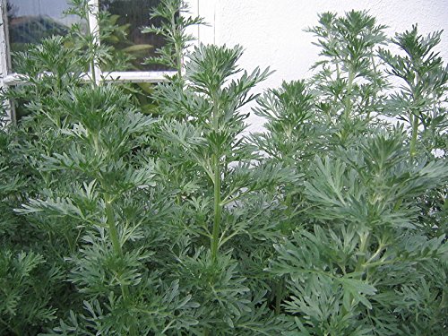 500 Absinthe Wormwood Common Artemisia Absinthium Green Ginger Herb Flower Seeds #TOP7