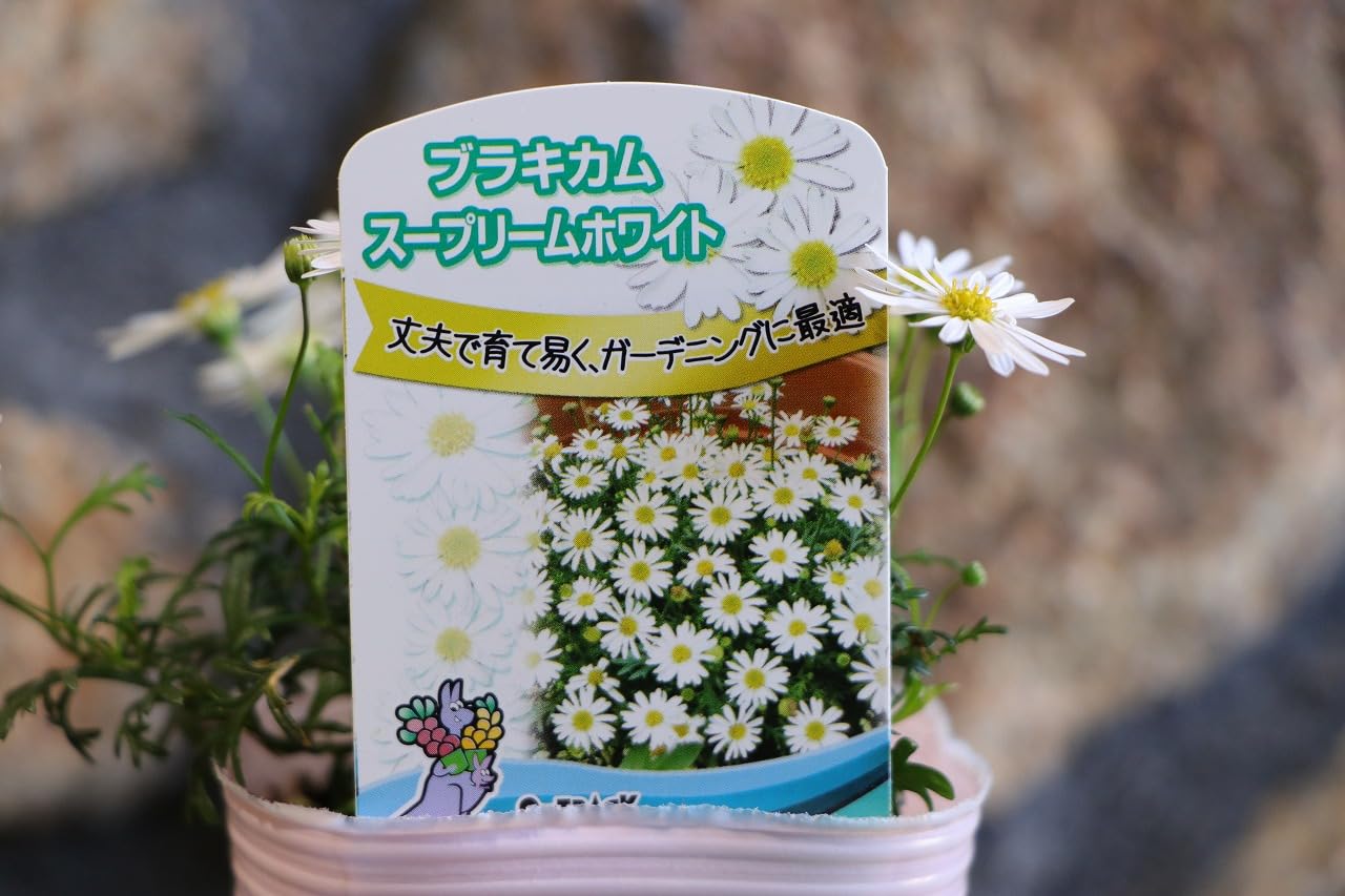 他サイトで販売済み★シンガポールホワイト小苗C−3又48cm◎このサイズ在庫アリ 他サイトで販売済み☆シンガポールホワイト小苗C−3又48cm スチール