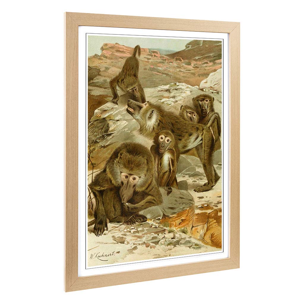 Big Box Art Framed Print of Vintage W Kuhnert Baboons Design | Wall Art Picture | Home Decor for Kitchen, Living, Dining Room, Bedroom, Hallway, Office, Oak, A2 / 24.5x18 Inch / 62x45cm