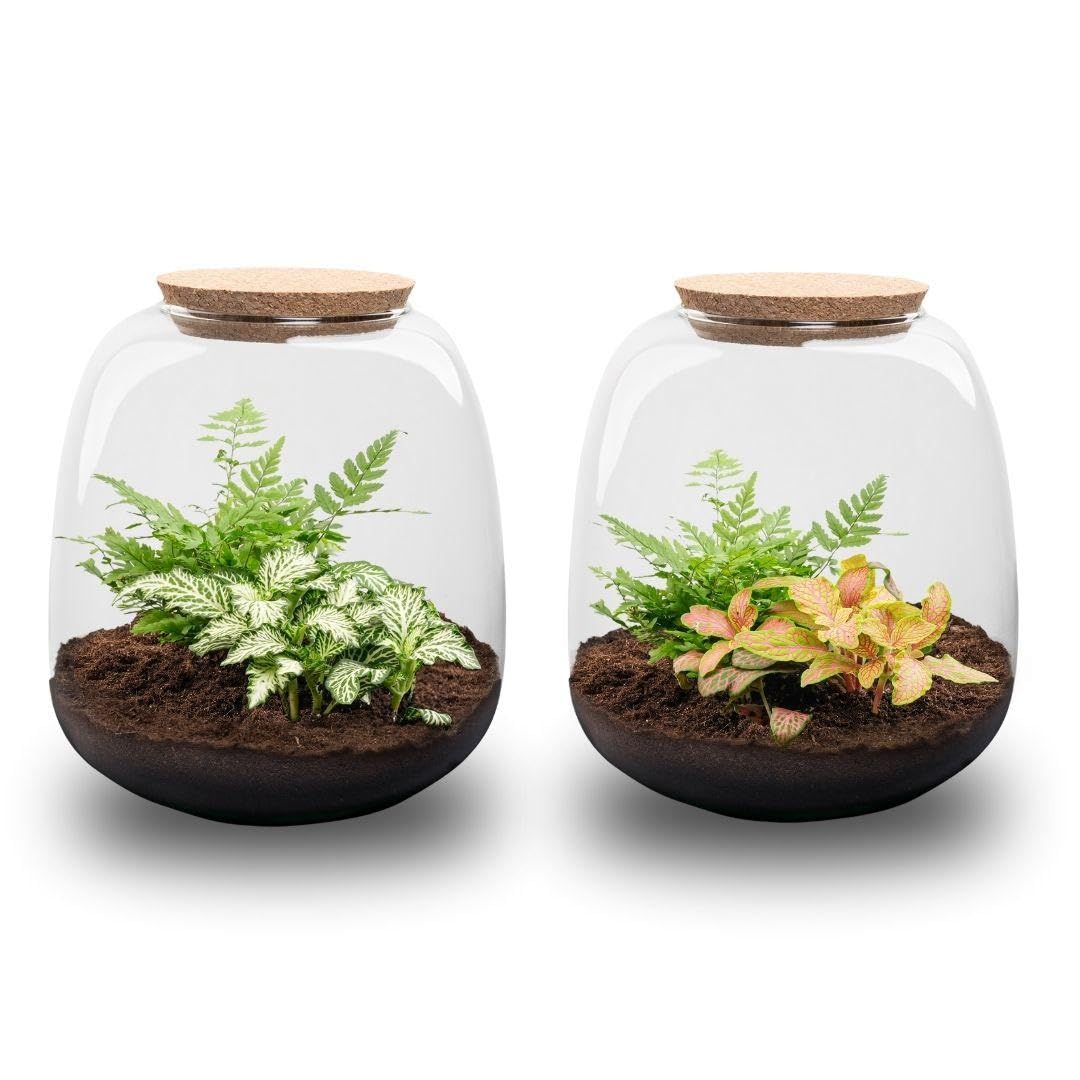 Terrario de Plantas de Cristal, Kit DIY de Interior, Verde, 20x19 cm