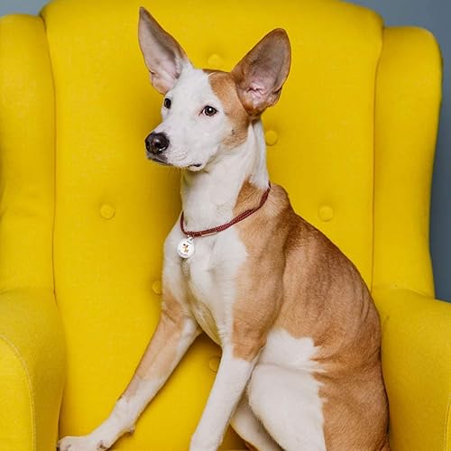 Miniatura 7 de Etiquetas de perro personalizadas para mascotas Etiqueta de perro con enlace QR al perfil en línea Etiquetas de perro grabadas para mascotas