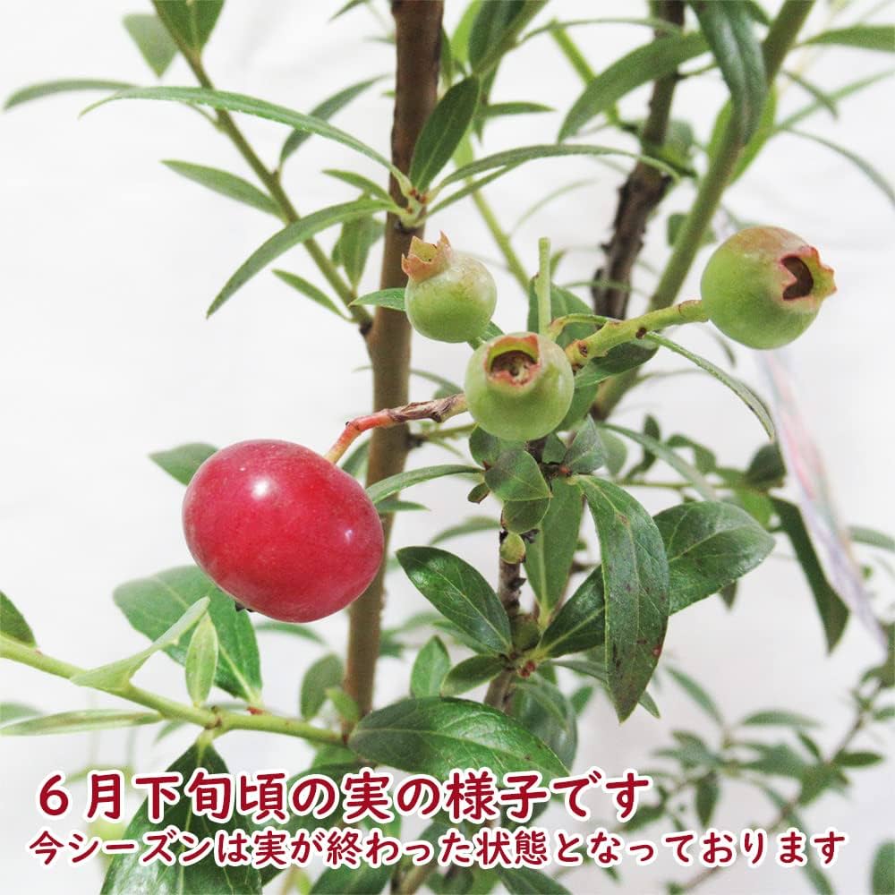 Amazon.co.jp: ピンク色のブルーベリー 「 ピンクレモネード