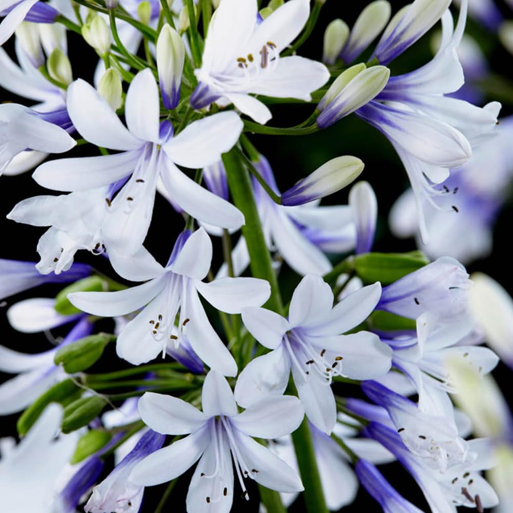 Yougarden Purple - Agapanthus 'Fireworks' In A 3L Pot - Garden Ready Agapanthus Ready To Plant Out - Supplied As An Established Plant