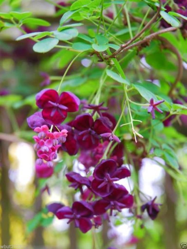 Amazon.com : Akebia quinata Seeds- Chocolate Vine, Raisin Vine