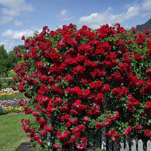 Kletterrose Rot – Pflanze – Tiefrote Blüten, schneller Kletterer für Spaliere & Pergolen – 2 Pflanzen – keine Samen, keine Zwiebeln und nicht künstlich