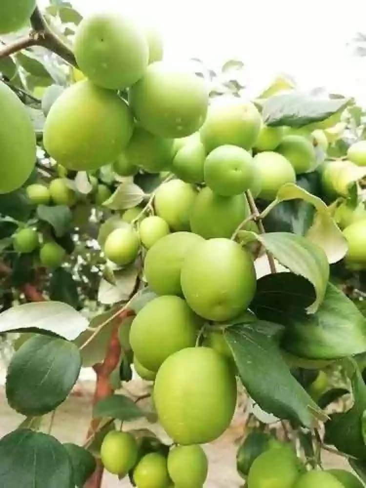 Golden Bloom Live Green Apple Ber Thai variety Plant Healthy Grafted Hybrid Plant Pack of 1 (Next Year Get Fruits)