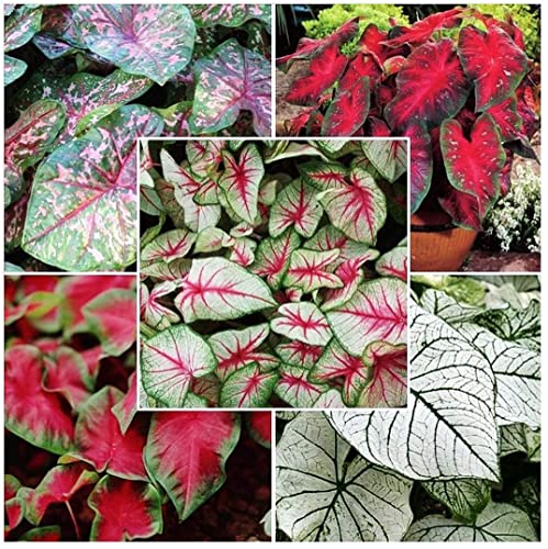 Rizoma Hosta Funkia-Hosta pianta Piante bulbi Piante erbacee perenni Pianta da esterno