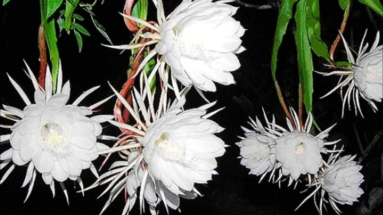Anuraj farms Brahmakamala,Kamala Sacred Saussurea Kon Kapfu Brahma kamalam, Sah-du goh-ghoo, Saussurea obvallata Brahma Kamal, King of Himalayan flowers Live Plant (B0C195DG9R) Amazon Price History, Amazon Price Tracker