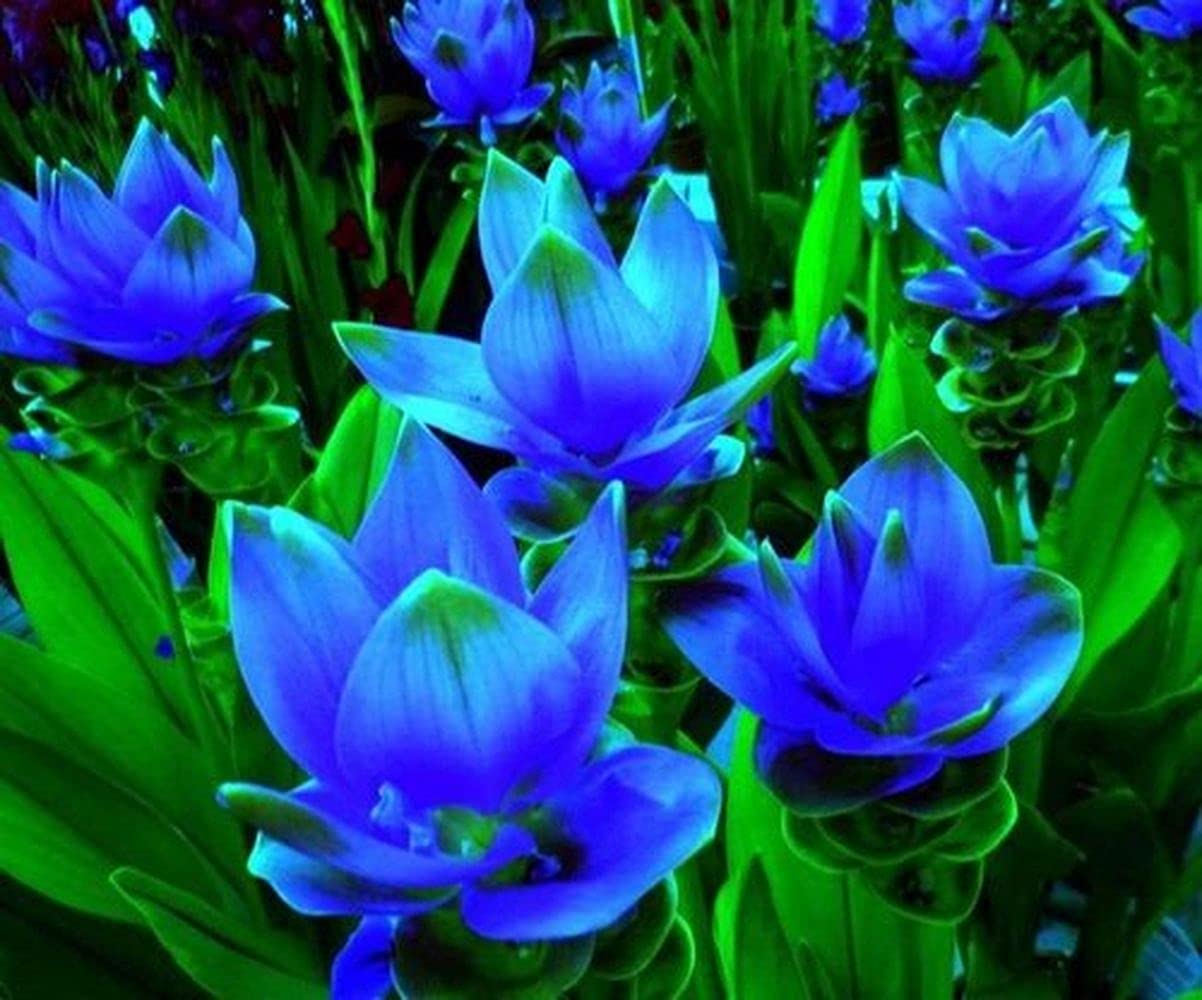 Sweet Fragrance Summer Flower Bulbs Curcuma Pack Of 3 Bulbs (Blue) Provide Healthy And Fresh Bulbs By LIVE GREEN.-image-11