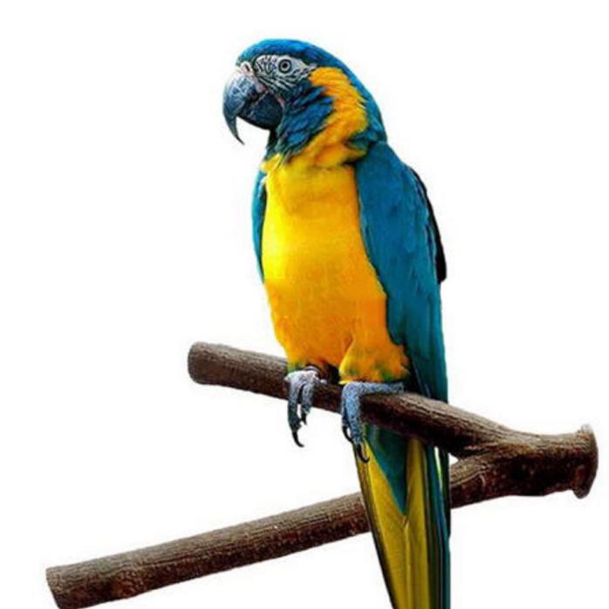 SS Organic Pet Parrot Bird Cage Wooden Perches Platform - Play Toy Pet Parrot and Small Birds Wood Stand Rack Toy with Y Shape Branch Perches (Size 6-Inch) 1 Pics (B0CH8WNZ4Z) Amazon Price History, Amazon Price Tracker