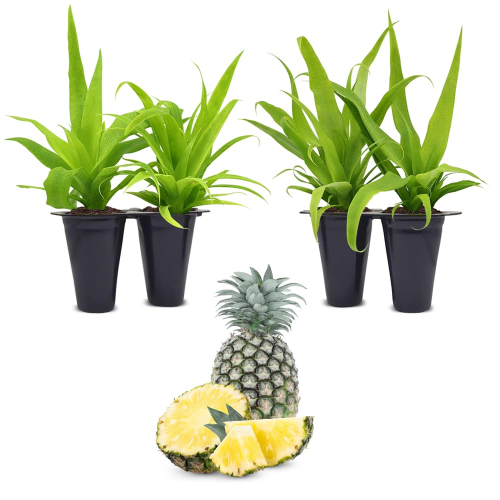 ansevieria trifasciata hahnii bird's nest snake plant Buy Sansevieria Hahnii | Bird's Nest Snake Plant