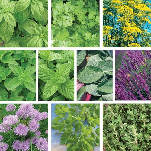 Image of Ferry-Morse Herb Seed Kit - Organic, High Germination Rate, GMO Free - 10 Pack