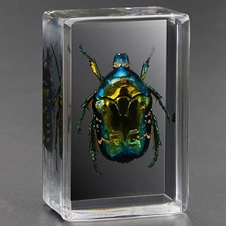 WJFMZS Scarabs Insect Resin,Real Giant Insect Paperweight Taxidermy Specimen,Real Insect Specimen Transparent Resin Moving Small Ornaments Insects Marine Insects Kindergarten Teaching