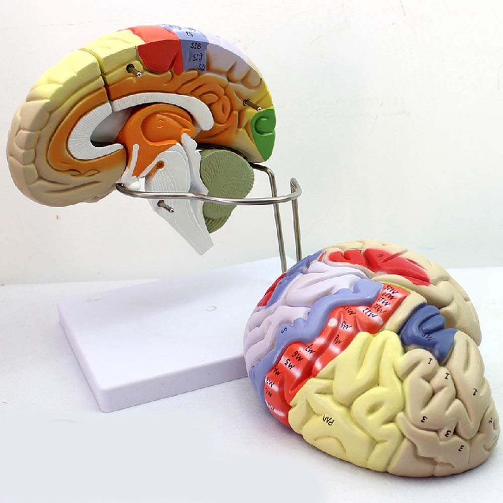 Amazon.com: CUIYMXSC Learning Human Brain Model, 2X Life-Size