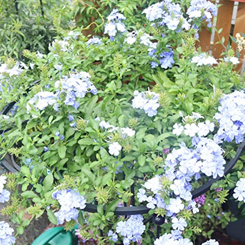 Soporte de metal para clemátides que transforma su jardín en un edén 6