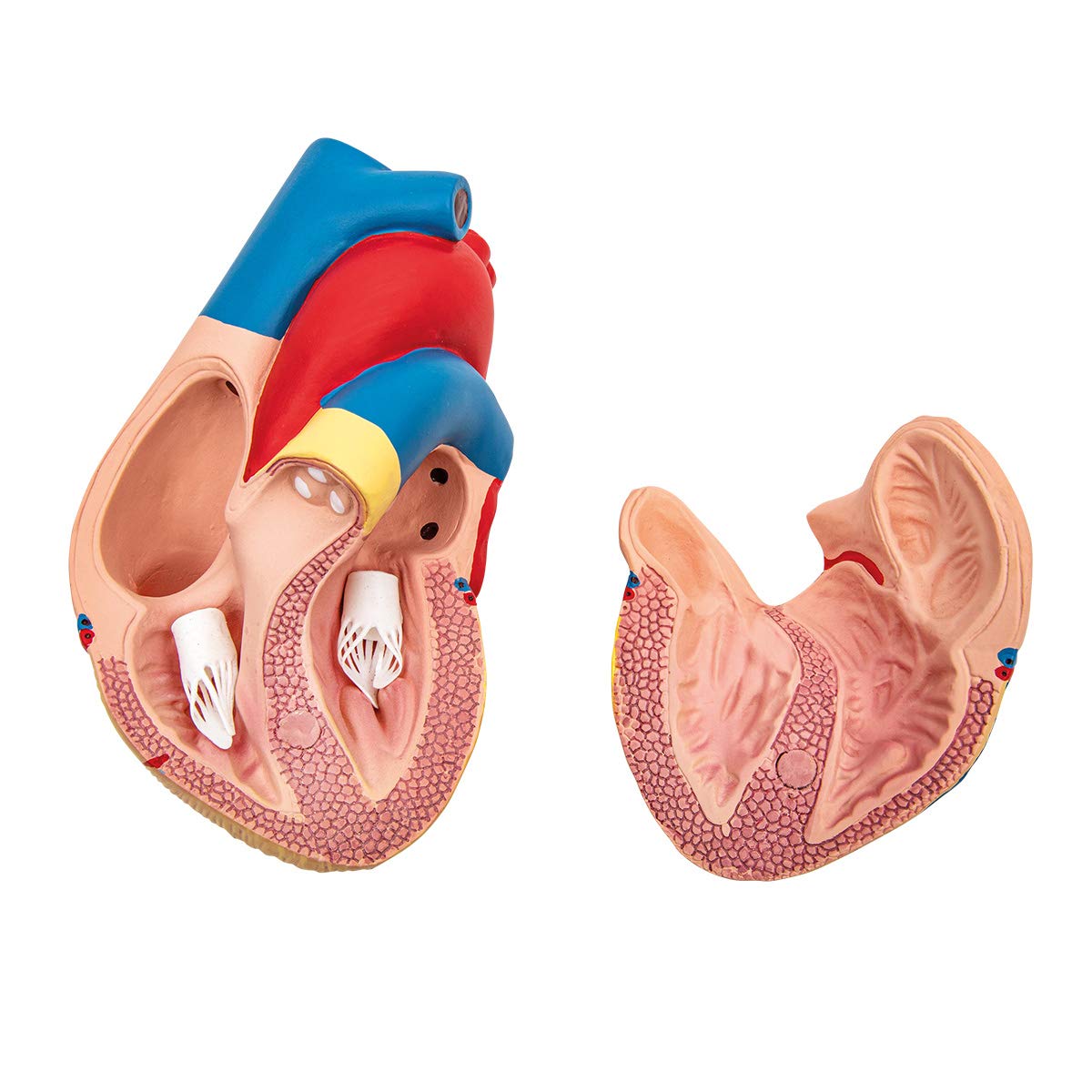Anatomia podstawowa - budżet 2 częściowy model anatomii ludzkiego serca z podstawą - wielkość życia - nauczanie w szkole