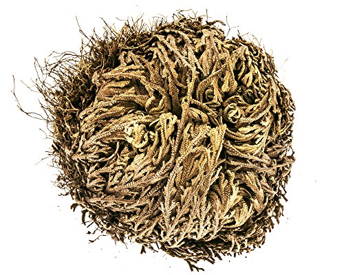 YAKEBA | 10 x Rose von Jericho | MITTEL | Selaginella lepidophylla | SPARSET I die Pflanze in s Glas und schon wird sie grün und öffnet sich - Image 4