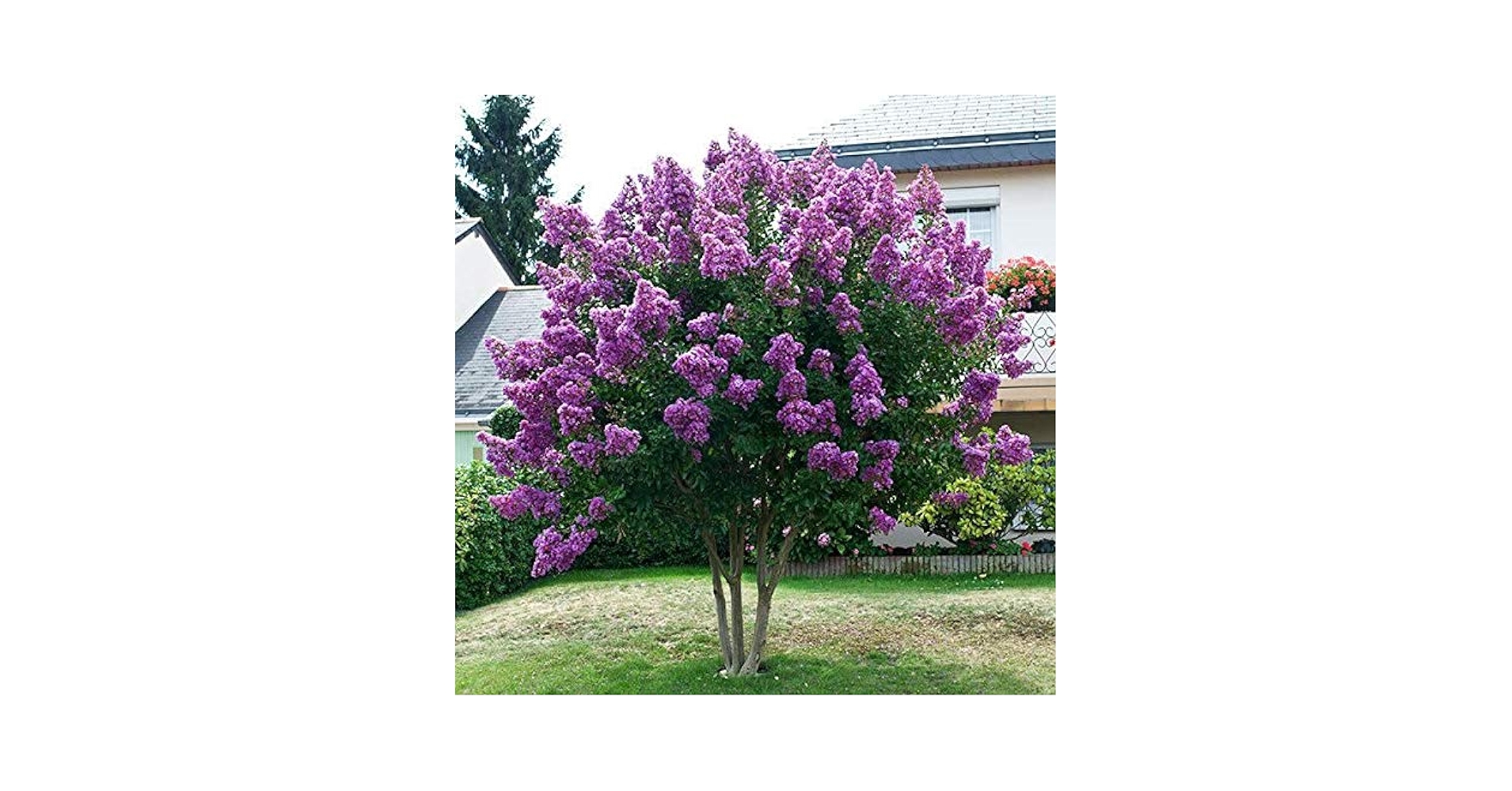 ボトムス Apolina Myrtle Bloomer Catawba Crapemyrtle – Armstrong Garden Centers
